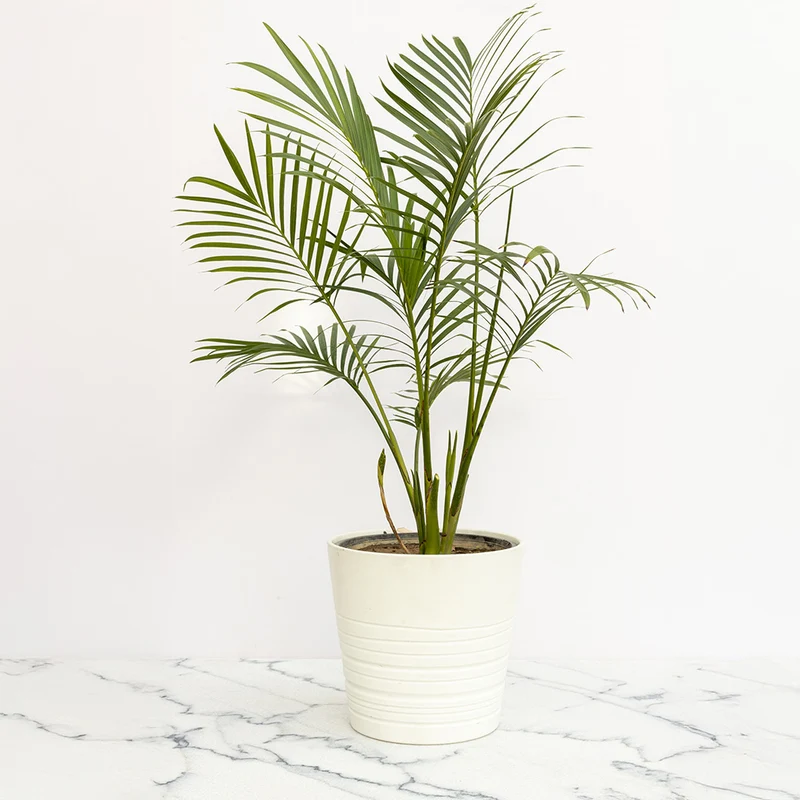 Cat Palm Plant