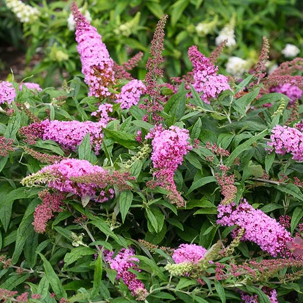 Proven Winners® Pugster Pink® Butterfly Bush