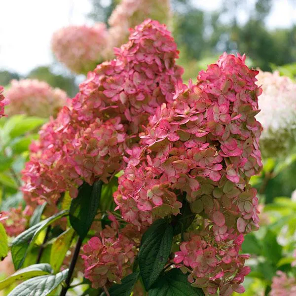 Proven Winners® Fire Light® Hydrangea Shrub
