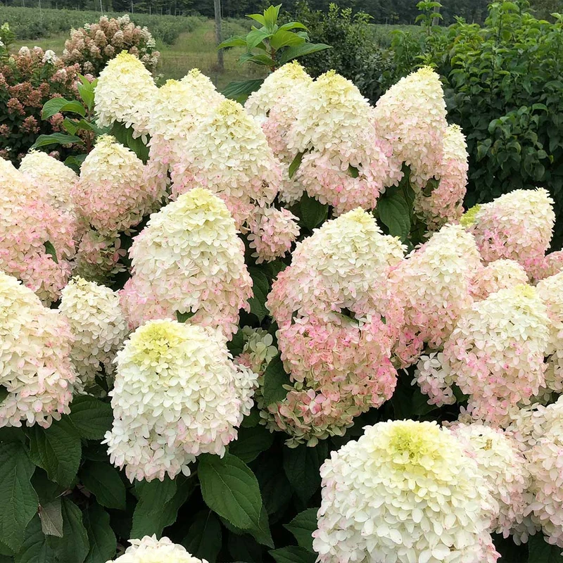 Proven Winners® Quick Fire Fab Hydrangea Shrub