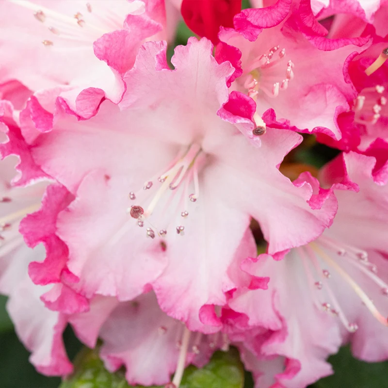 Proven Winners® Dandy Man Color Wheel Rhododendron Shrub
