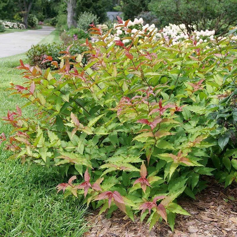 Proven Winners® Kodiak Red 2.0 Honeysuckle Shrub