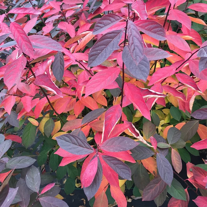 Proven Winners® Scentlandia Sweetspire Shrub