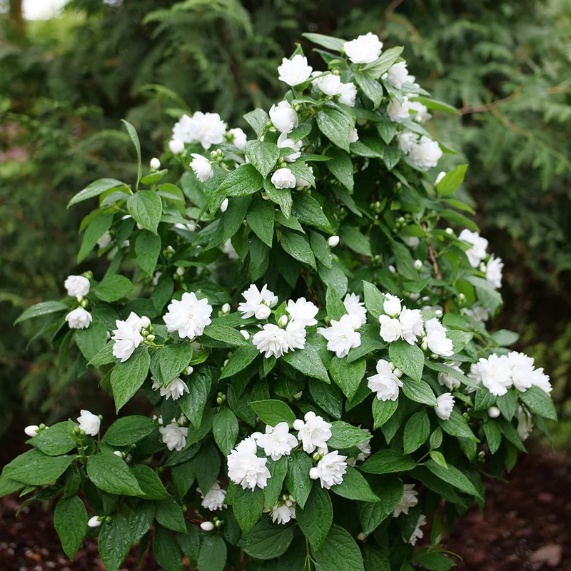 Proven Winners® Illuminati Spice Mock Orange Shrub