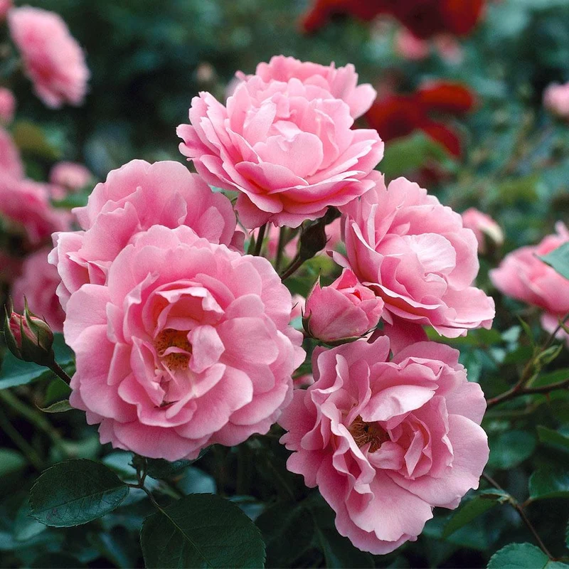 Queen Elizabeth Rose Bush
