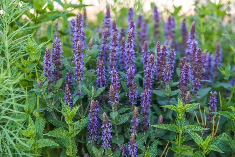Salvia nemorosa 'Ostfriesland', 2L, 1-pack