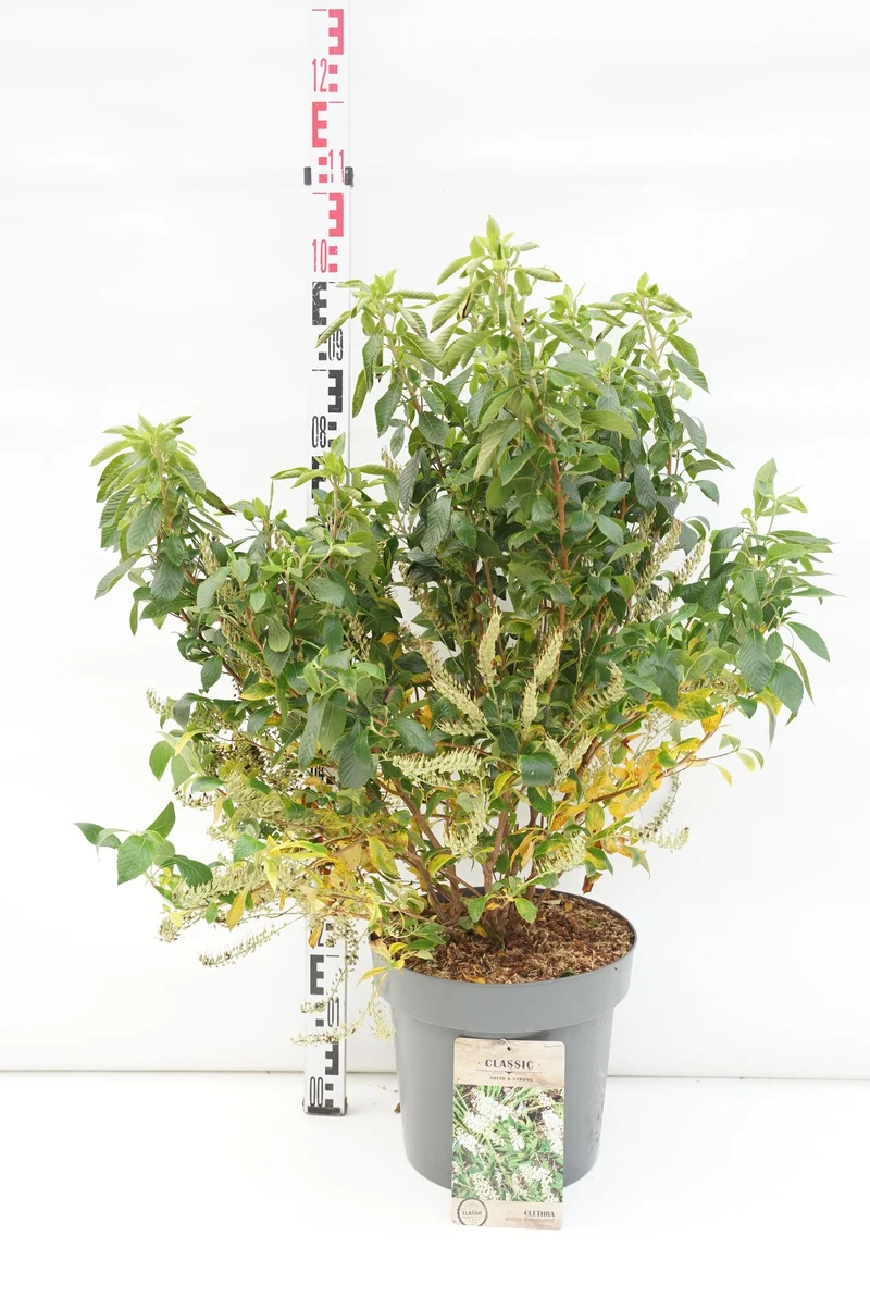 Clethra alnifolia 'Hummingbird' C3 (3 liters kruka) 25-30 cm