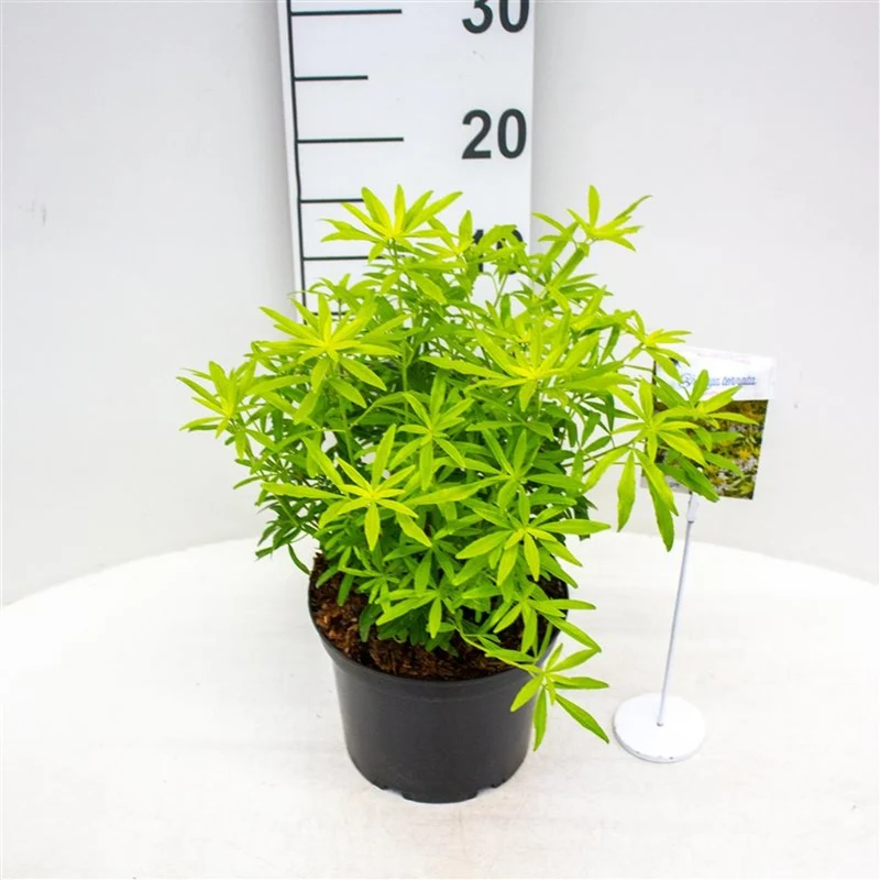 Choisya ternata 'Goldfingers' C3 (3 liters kruka) 25-30 cm