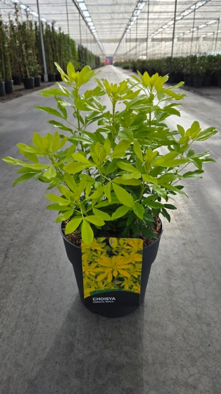 Choisya ternata 'Brica' C2 (2 liters kruka) 20-30 cm