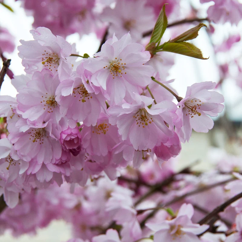 Spire Flowering Cherry Tree
