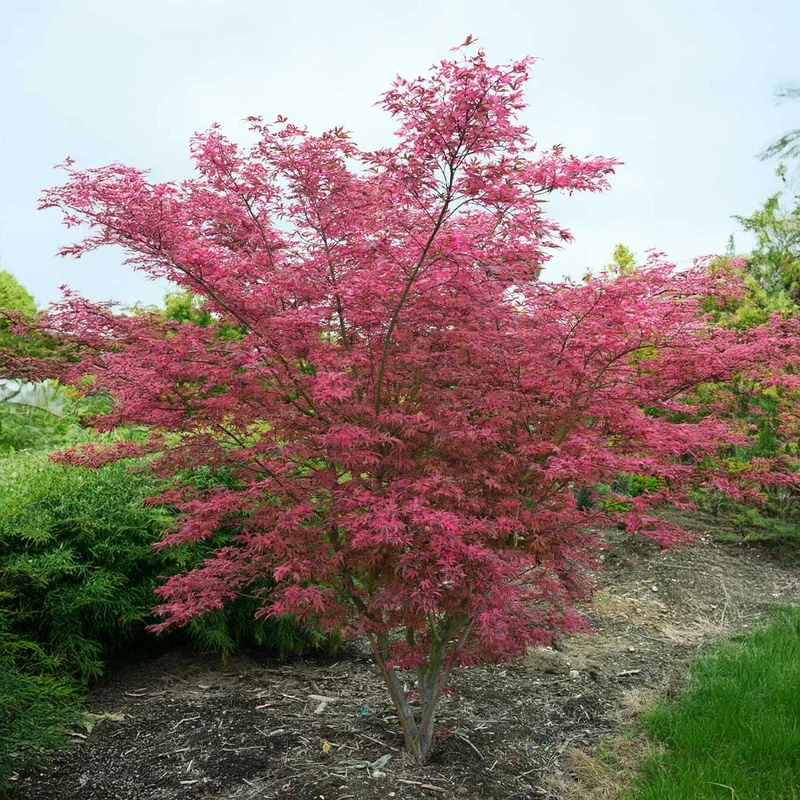 Shirazz Japanese Maple Tree