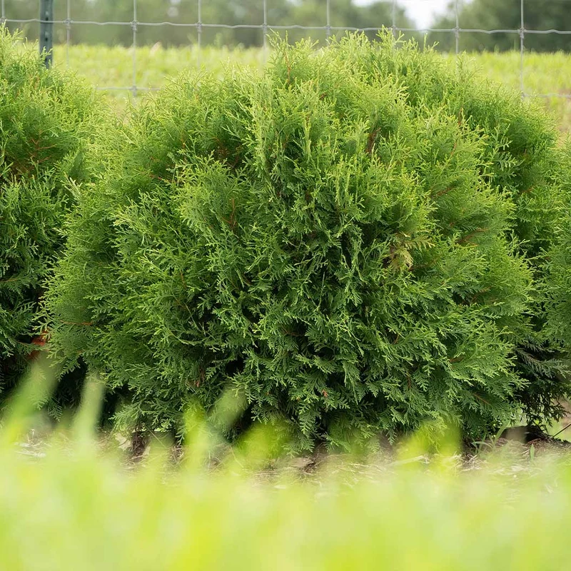 Planet Earth™ Arborvitae Shrub