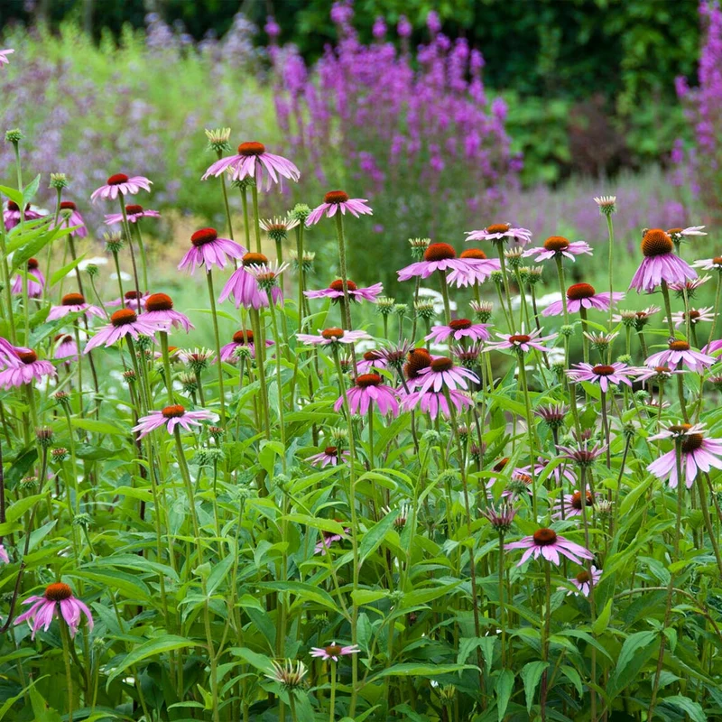 Purple Coneflower Plant