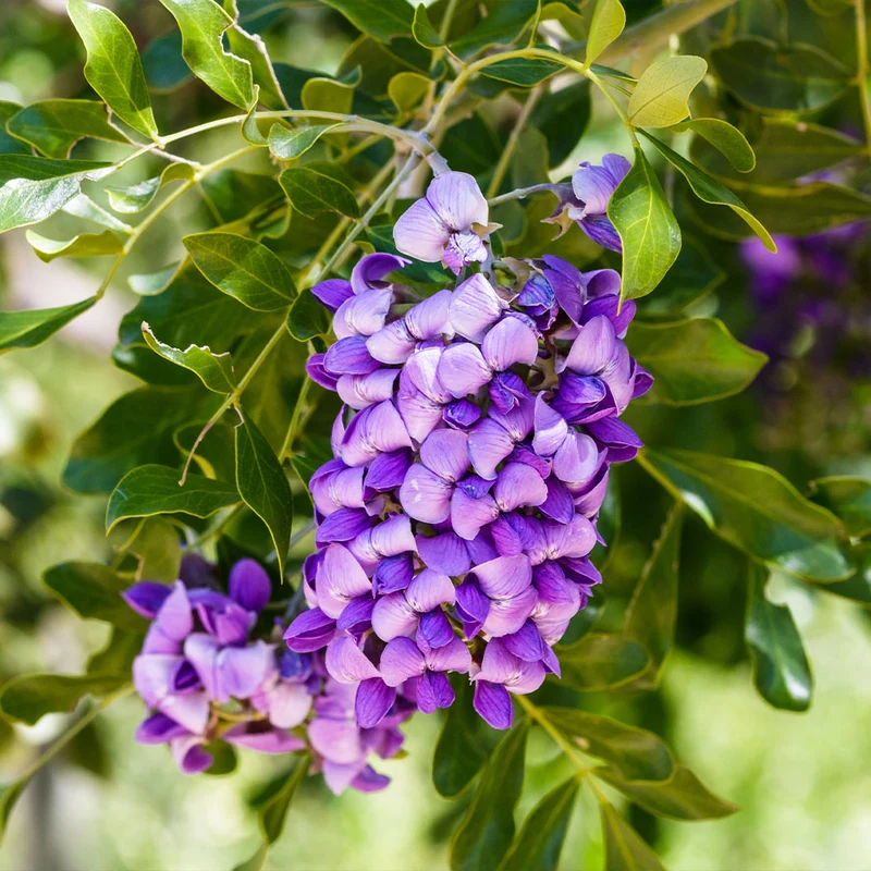 Texas Mountain Laurel Shrub