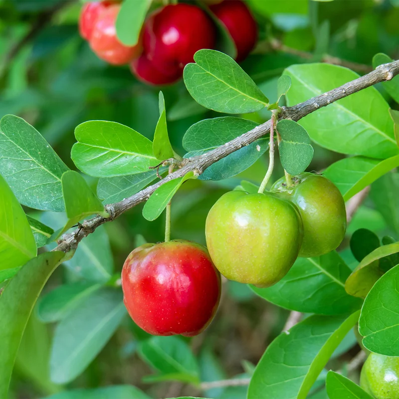Dwarf Barbados Cherry Shrub