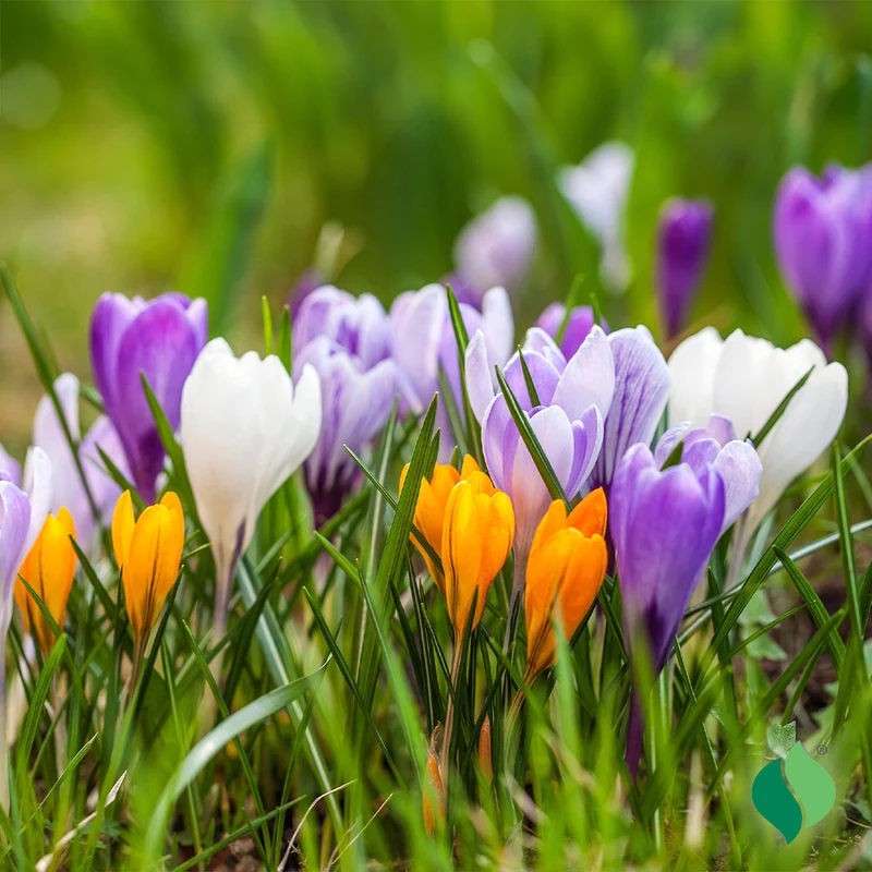 Mix Crocus Bulbs