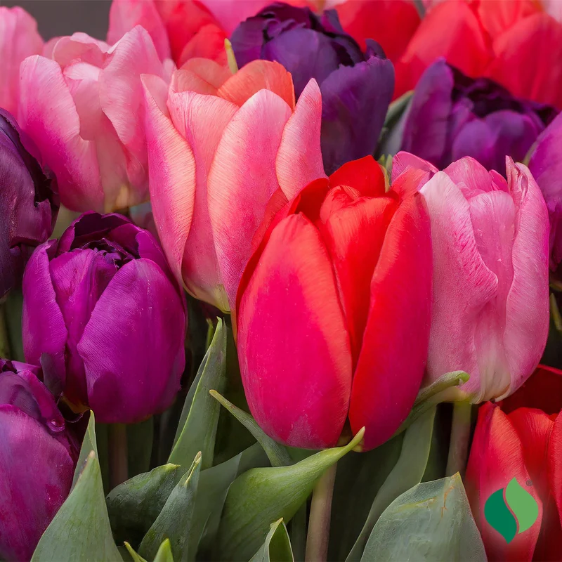Berry Mix Tulip Bulbs