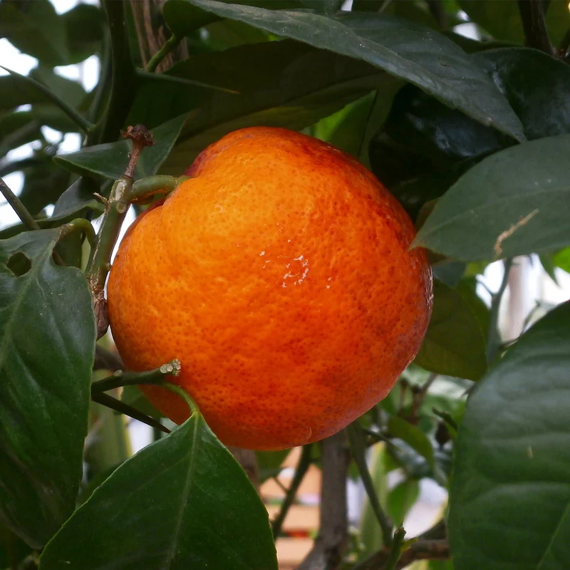 Rangpur Lime Tree