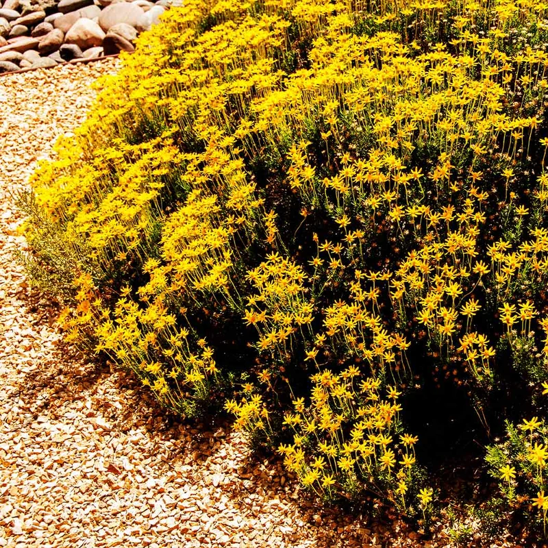 Damianita Plant