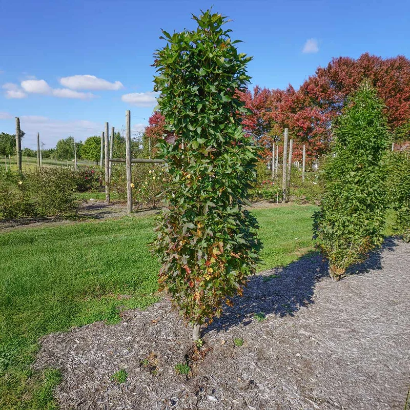 Bloomables® Straight Up! Liquidambar Tree
