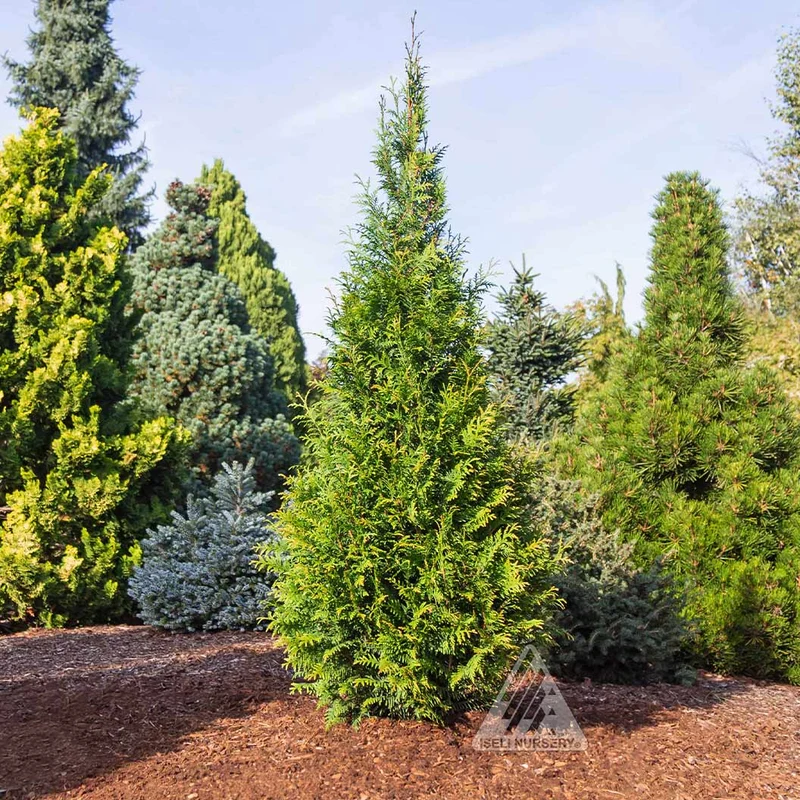 Green Screen® Arborvitae Tree