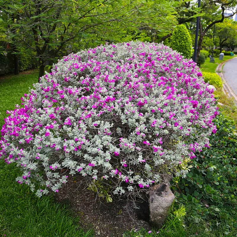 Compact Texas Sage Shrub