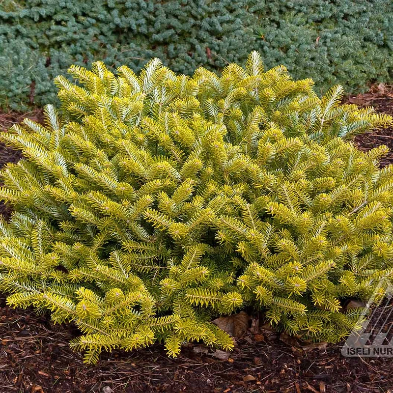 Golden Glow Korean Fir Tree