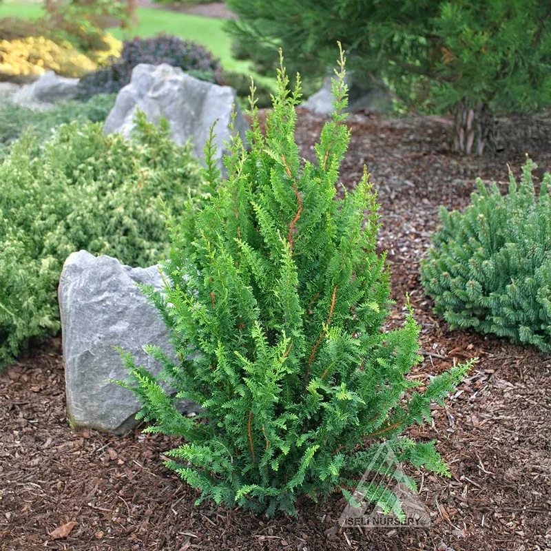 Fernleaf Hinoki Cypress Tree