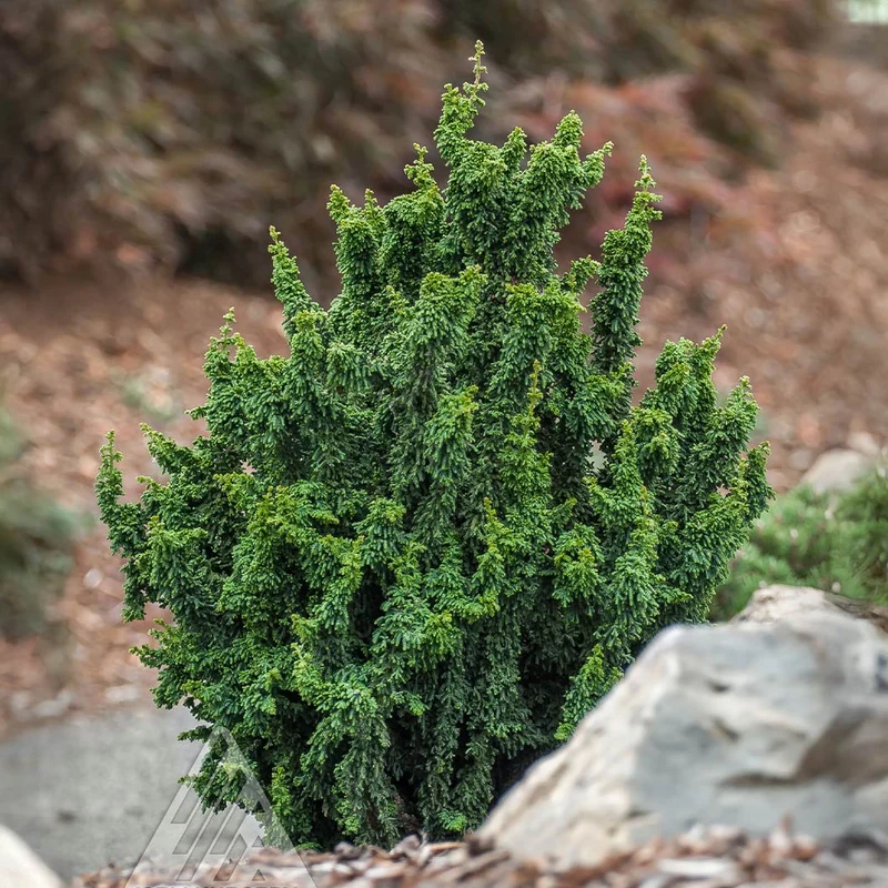 Chirimen Cypress Tree