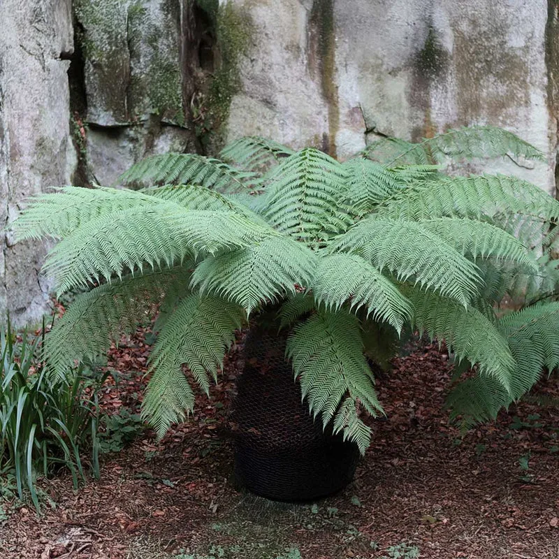 Australian Tree Fern Plant