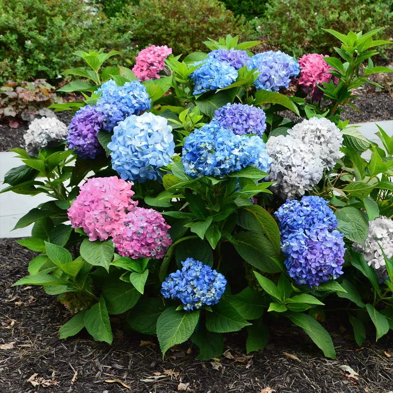3-in-1 Hydrangea