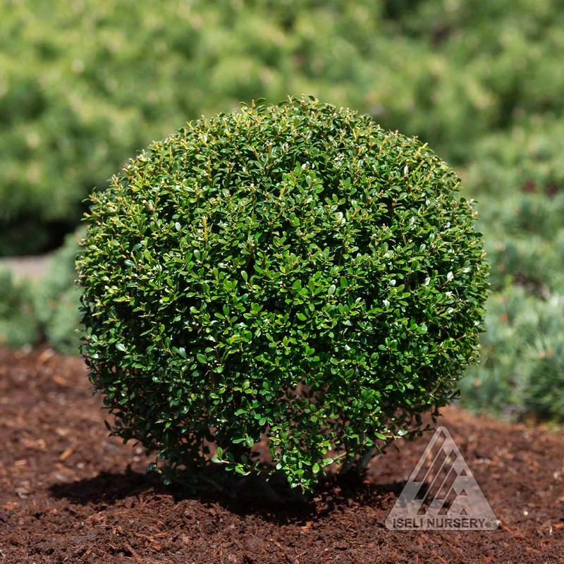 Lucky Marble® Japanese Holly Shrub
