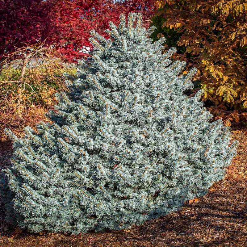 Iseli® Zafiro Spruce Tree