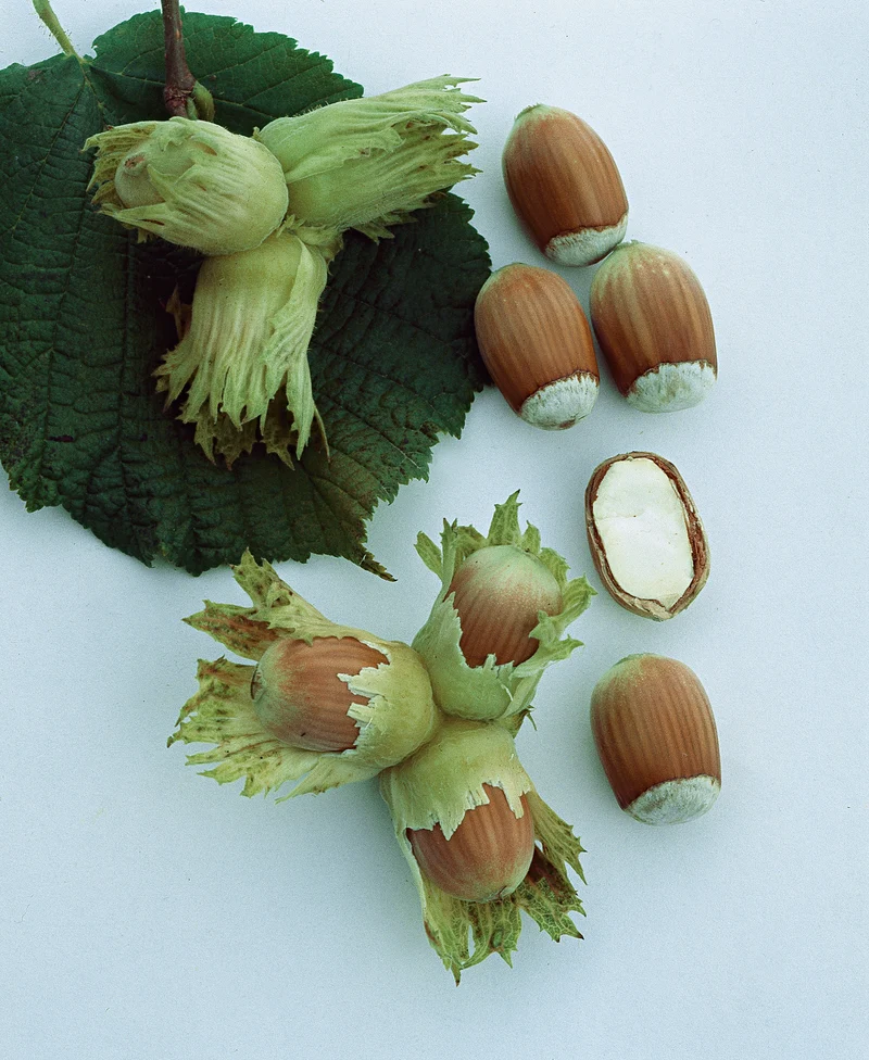 Corylus 'Cosford', 10-pack