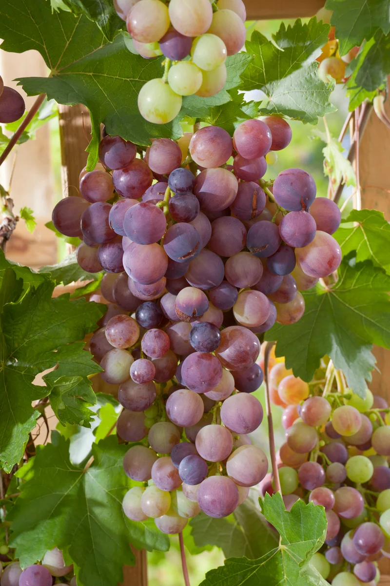 Vitis 'Vanessa', 5-pack
