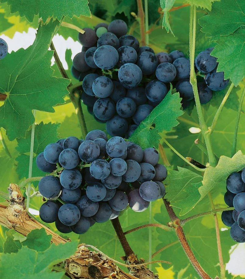 Vitis 'Nordica', 5-pack