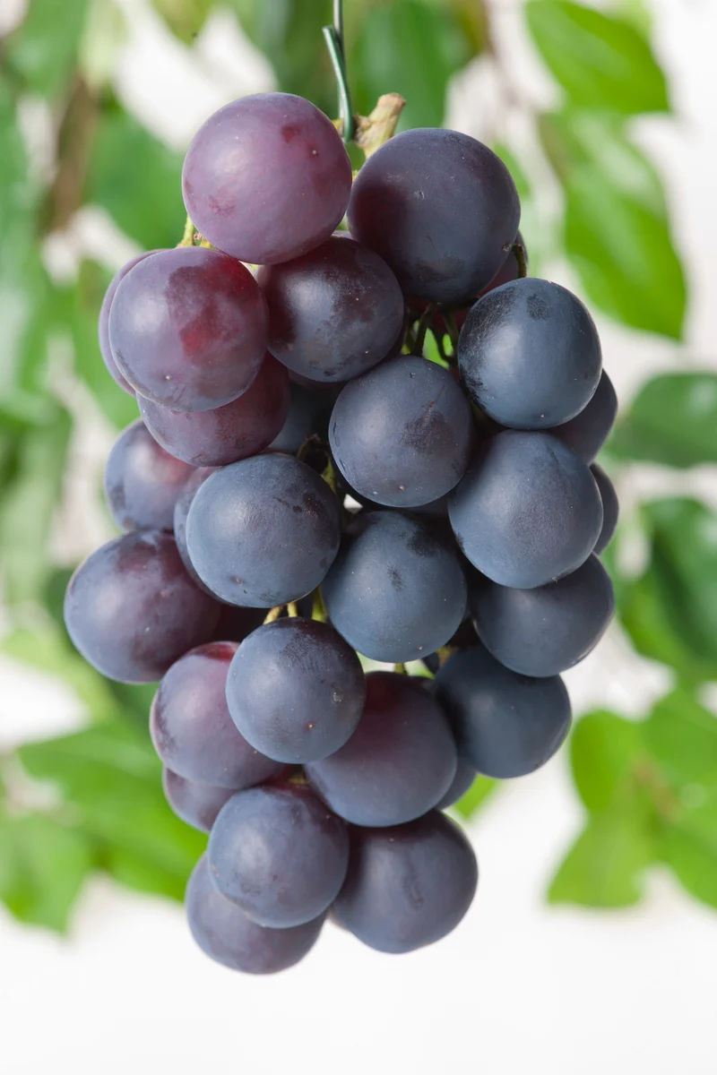 Vitis?'Bl? Burgunder', 10-pack