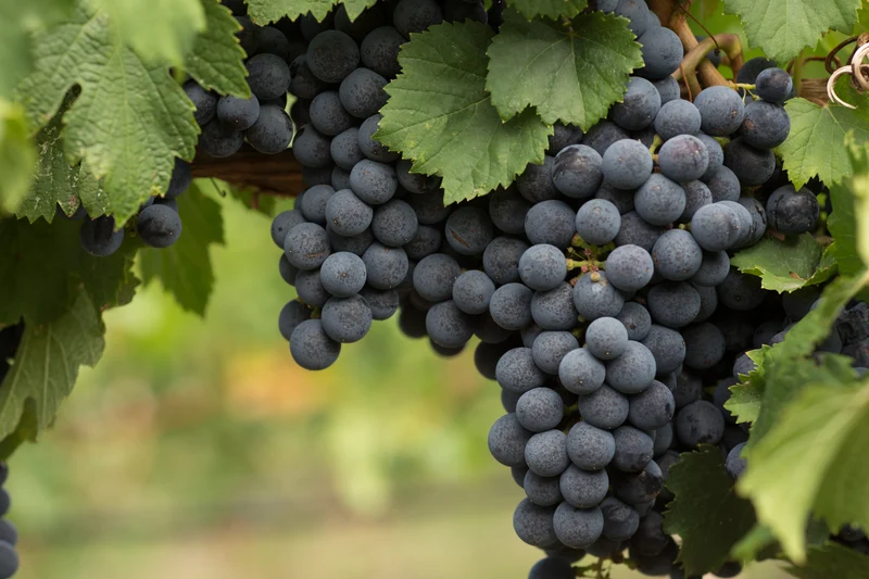 Vitis?'Bl? Burgunder', 1-pack
