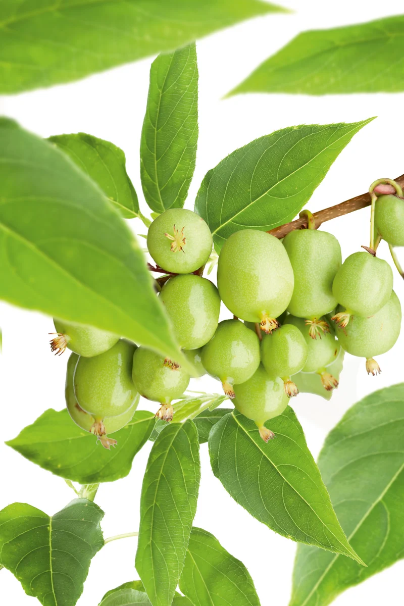 Actinidia 'Issai', 10-pack