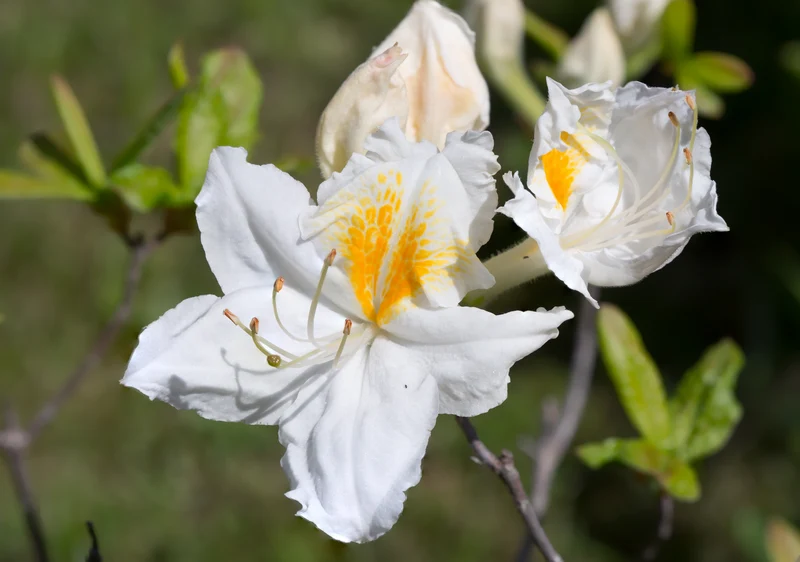 Rhododendron 'Persil', 30-40 cm, 1-pack
