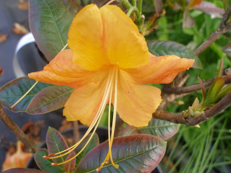 Rhododendron 'Klondyke', 30-40 cm, 1-pack