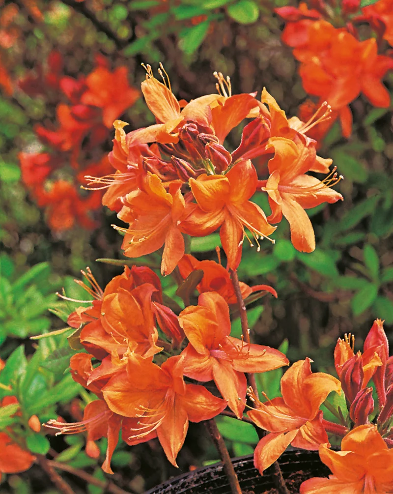 Rhododendron 'Golden Eagle', 30-40 cm, 3-pack