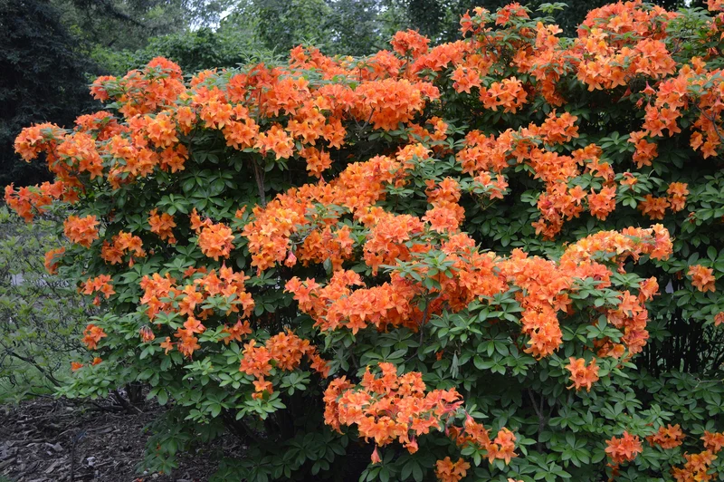 Rhododendron 'Golden Eagle', 30-40 cm, 1-pack