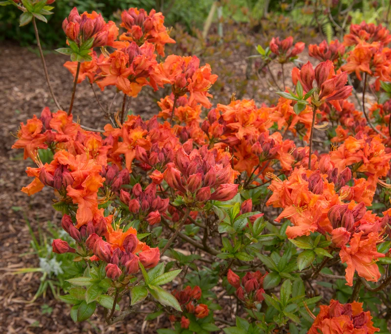Rhododendron 'Gibraltar', 30-40 cm, 3-pack