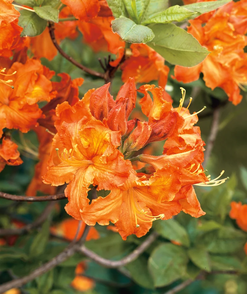 Rhododendron 'Gibraltar', 30-40 cm, 1-pack