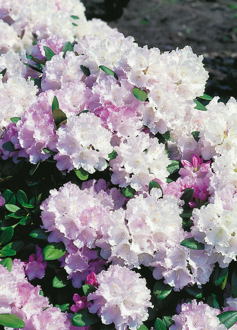 Rhododendron 'Silberwolke', 25-30 cm, 3-pack