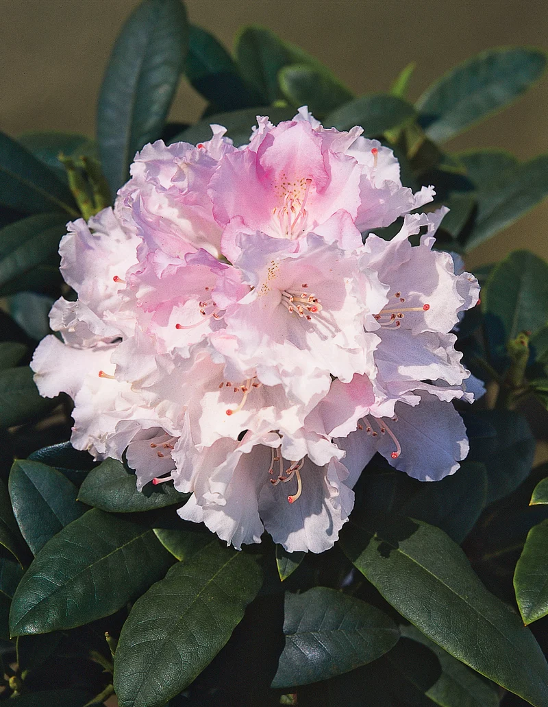 Rhododendron 'Silberwolke', 25-30 cm, 1-pack