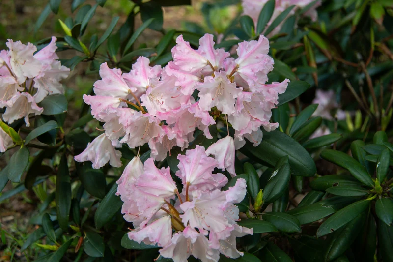 Rhododendron 'Silberwolke', 25-30 cm, 10-pack