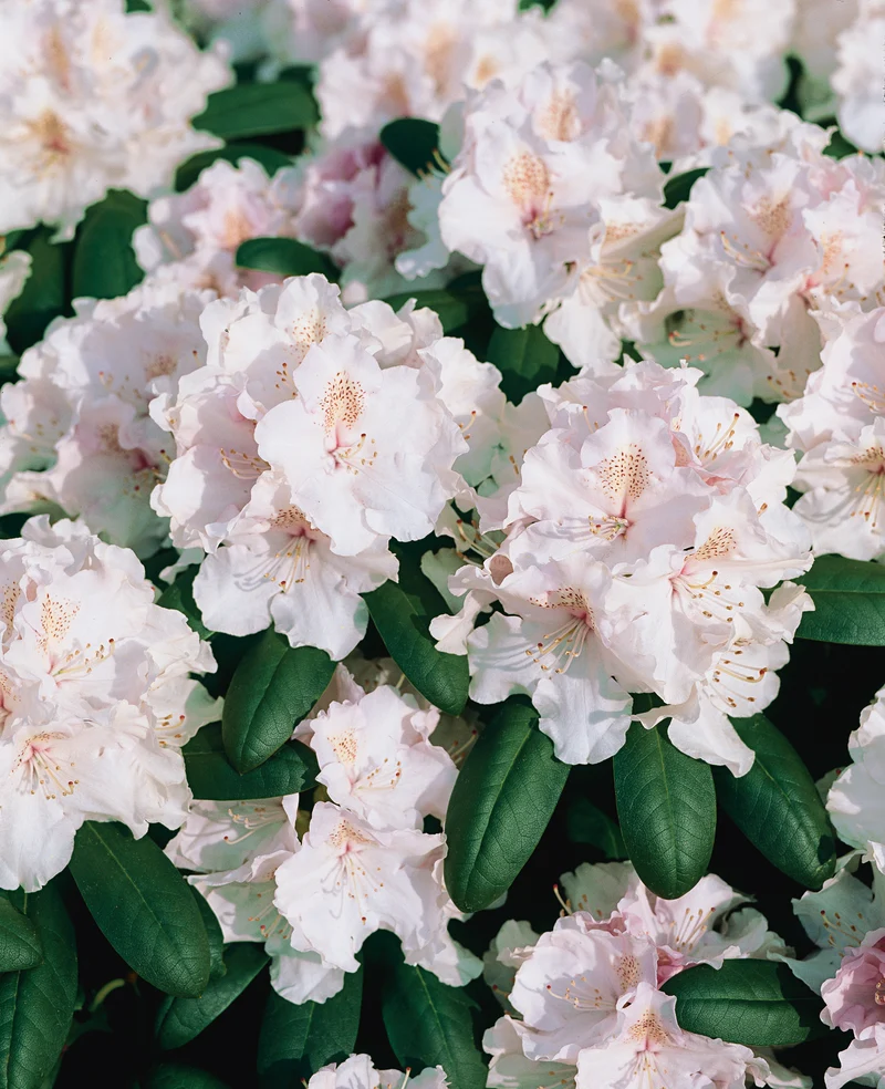 Rhododendron 'Schneekrone', 25-30 cm, 10-pack
