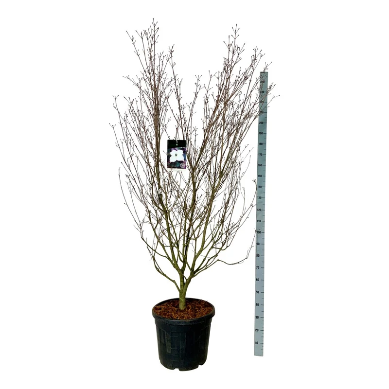 Cornus kousa 'Cappuccino' C55 (55 liters kruka) 200-225 cm EXTRA
